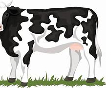 Image result for Holstein Cow Cartoon