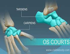 Image result for OS Long Court Plat