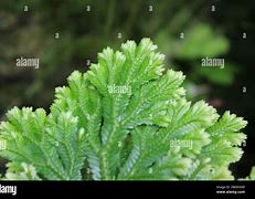 Image result for Selaginella Moss Fern