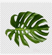 Image result for Palm Leaf Clip Art Printable