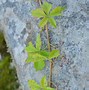 Image result for Parthenocissus quinquefolia