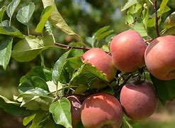 Image result for apples trees zones 7