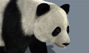 Image result for Panda Fur
