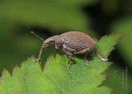 Image result for curculionidae