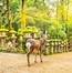 Image result for Wonderful Places in Japan