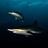 Image result for Silky Shark