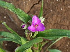 Tradescantia Rubra に対する画像結果