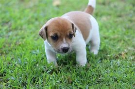 Image result for Jack Russell Puppies Pics