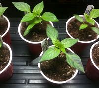 Image result for Pepper Plant Seedlings