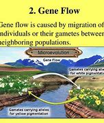 Image result for Gene Flow Migration