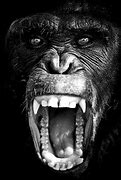 Image result for Funny Crazy Animal Faces