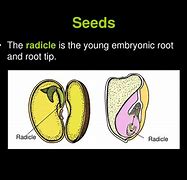 Image result for Radicle Apple Seed