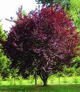 Image result for Prunus domestica Rode Mirabel