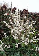 Image result for Callicarpa bodinieri Magical SNOWQUEEN