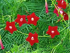 Image result for Quamoclit Pennata