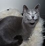 Image result for Animals Happy Cat