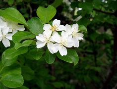 Image result for Pyrus communis Catillac