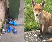 Image result for Fox Stealing Boot