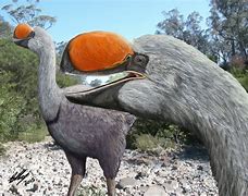 Image result for Biggest Bird in Australia