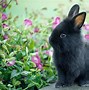 Image result for Checkered Giant Lionhead Rabbit