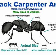 Image result for Carpenter Ants Identification