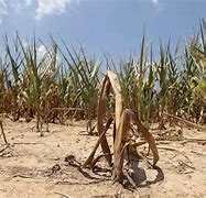 Image result for Drought Crops