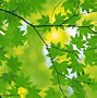 Image result for Leafy Green Backdrop