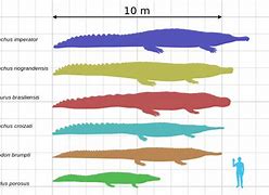 Image result for Average Alligator Size