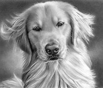 Image result for Amazing Dog Drawings