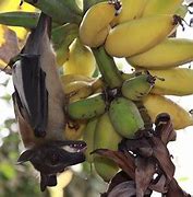 Image result for Fruit Bat Eating Banana