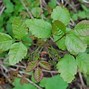 Image result for Poison Oak or Ivy