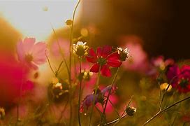 Image result for Kosmos Flowers Wallpaper