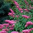 Image result for Buddleia davidii pink delight