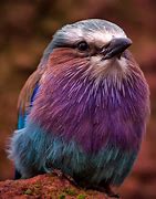 Image result for Purple Tweety Bird