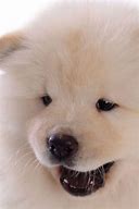 Image result for Fluffy Chow Dog Funny