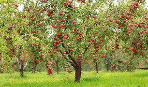 Image result for Place Value Apple Trees Dark Red Apple's