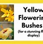 Image result for Yellow Flower Bush