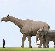 Image result for Largest Elephant On Earth