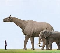 Image result for World's Biggest Land Animal