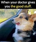 Image result for Funny Dog Memes Wallpaper