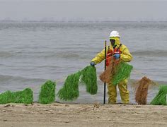 Image result for Galveston Oil Spill