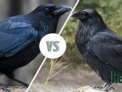 Image result for Difference Between Raven and Crow Calls