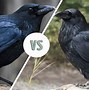 Image result for Are Ravens Crows