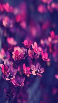 Image result for Floral iPhone SE 2020 Wallpaper