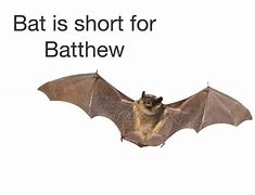 Image result for Angy Bat Meme