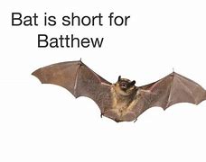 Image result for Blind as a Bat Meme