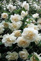 Image result for Rosa Mme Alfred Carriere