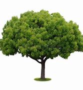 Image result for New Year White Background Tree
