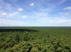 Image result for Wharton State Forest