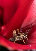 Image result for Cricket Insect Body Parts